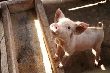 Ministerul Agriculturii: ”au fost plătite până în prezent 27,8 mil. de euro, din suma totală de 265 mil. de euro, fermierilor înscriși în Programul de sprijin pentru reproducție în sectorul suinelor; România va avea încă 1,8 mil. de purcei”