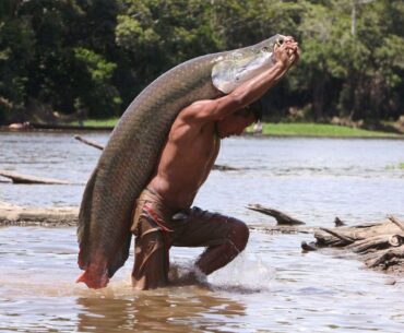 Monstrul Amazonului: un pește gigant care mănâncă piranha și este tot mai cerut în supermarketuri