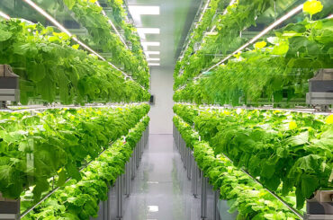 Horticultura în medii controlate și horticultura urbană, legiferate pentru prima oară în România; Ministerul Agriculturii va acorda fonduri nerambursabile pentru stimularea producției