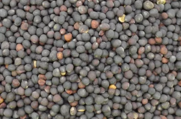 Semințe de rapiță din România, depistate în Germania cu reziduuri de pesticide de aproape zece ori mai mari decât limita maximă admisă