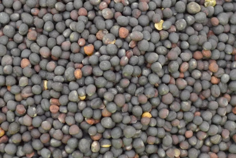 Semințe de rapiță din România, depistate în Germania cu reziduuri de pesticide de aproape zece ori mai mari decât limita maximă admisă