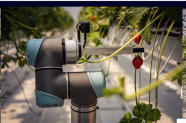AGRICULTURA VIITORULUI: un robot controlat de Inteligența Artificială, pus să recolteze căpșune într-o fermă din Cehia