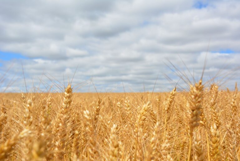Parlamentul european a votat în favoarea Noilor Tehnici Genomice, promovate ca o soluție sigură pentru obținerea unor culturi agricole rezistente la schimbările climatice
