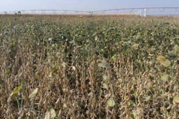 Câștiguri de peste 100.000.000 de dolari, pe an, din exportul de soia cultivată în România; soia cultivată în țară, mai scumpă decât soia din import modificată genetic