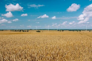 Fermierii italieni recunosc și concurența importurilor de cereale din Turcia și Rusia pe piața internă, pe lângă aceea a importurilor din Ucraina