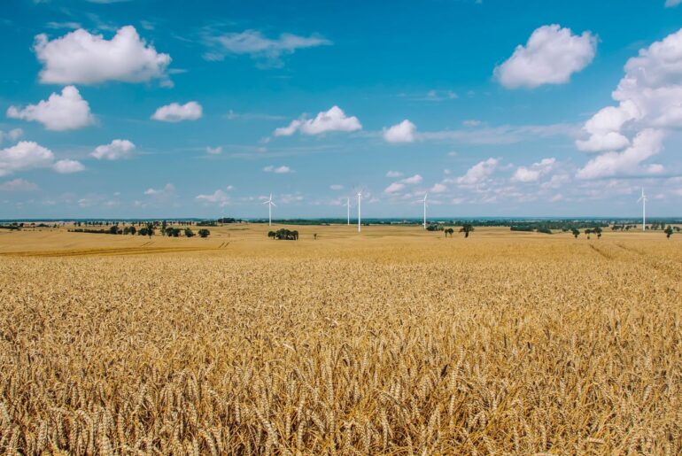 Fermierii italieni recunosc și concurența importurilor de cereale din Turcia și Rusia pe piața internă, pe lângă aceea a importurilor din Ucraina