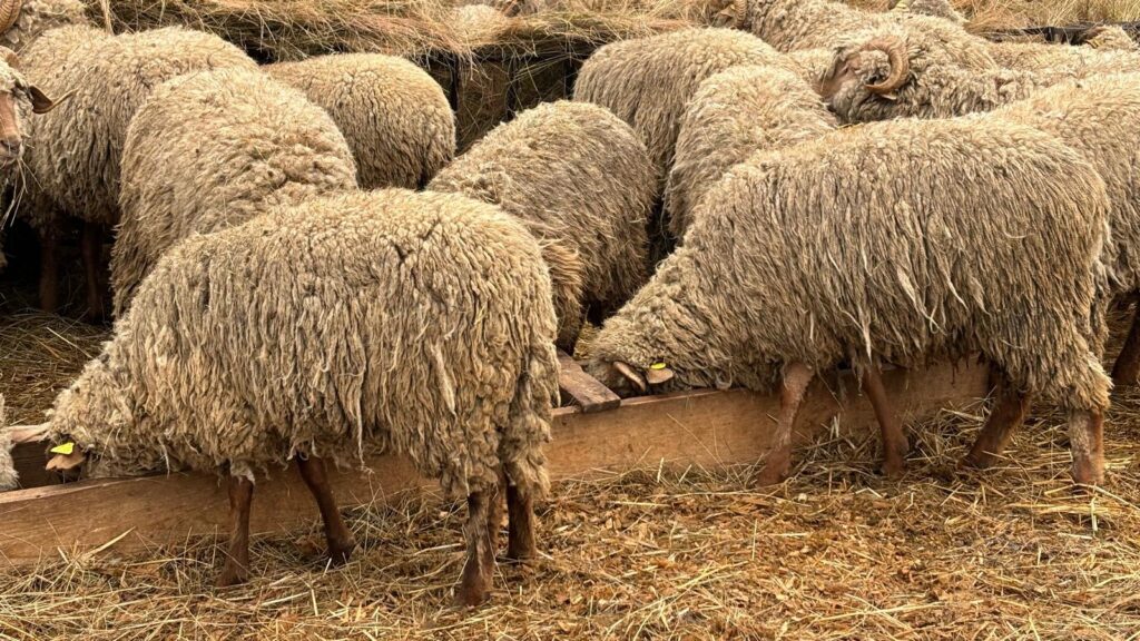 Carantină ovine vii Romania