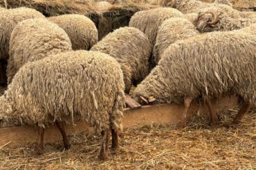 Carantină ovine vii Romania