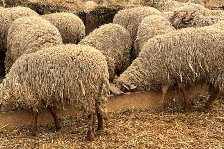 Carantină ovine vii Romania