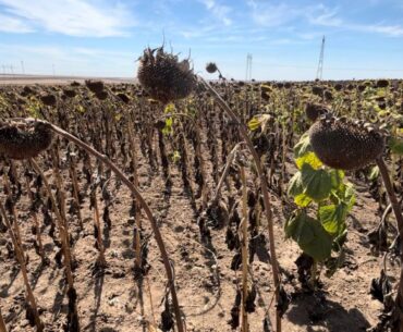 Comisia Europeană declanșează procedura de infrigement împotriva României, din cauza încălcării normelor privind pesticidele