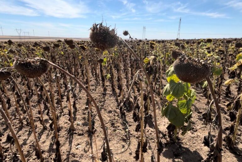 Comisia Europeană declanșează procedura de infrigement împotriva României, din cauza încălcării normelor privind pesticidele