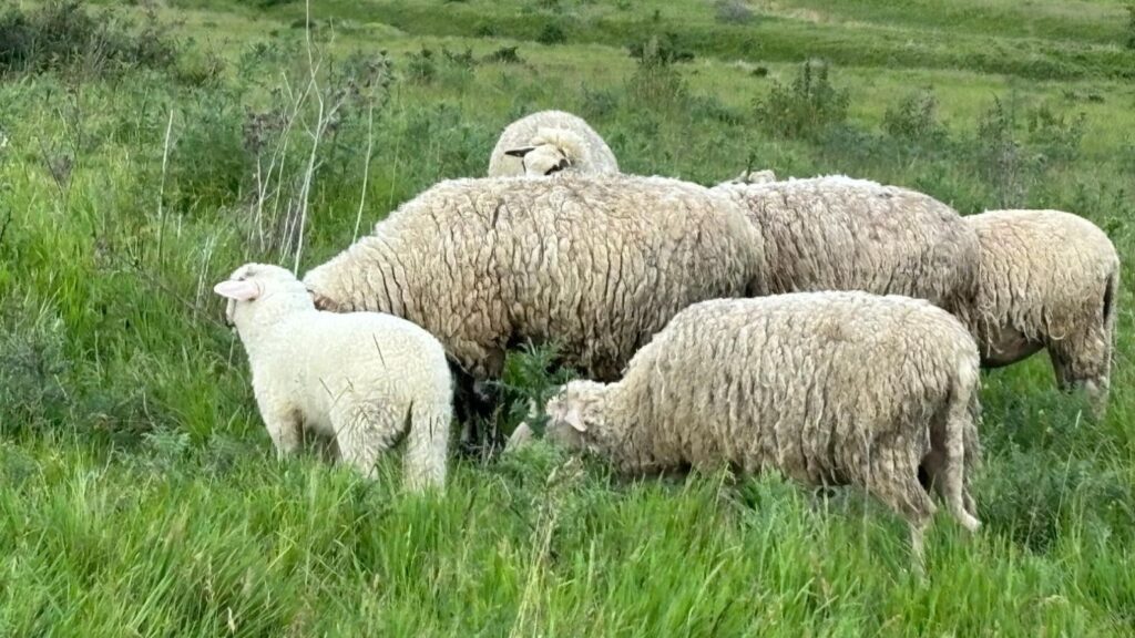 ALERTĂ Variola la ovine și caprine ajunge în Transilvania, din sudul României: două focare confirmate în județul Mureș