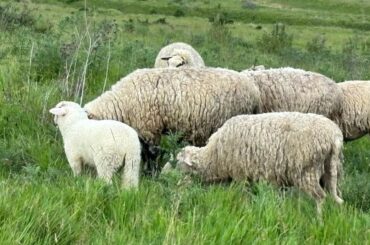 ALERTĂ Variola la ovine și caprine ajunge în Transilvania, din sudul României: două focare confirmate în județul Mureș