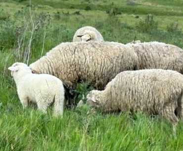 ALERTĂ Variola la ovine și caprine ajunge în Transilvania, din sudul României: două focare confirmate în județul Mureș
