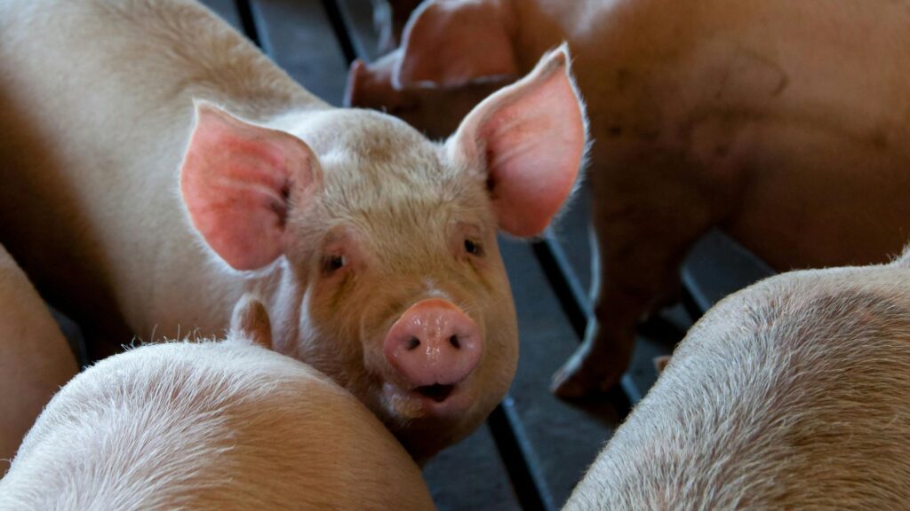 Cea mai mare fermă de porci din Estonia este afectată de pesta porcină africană.