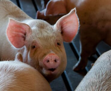 Cea mai mare fermă de porci din Estonia este afectată de pesta porcină africană.