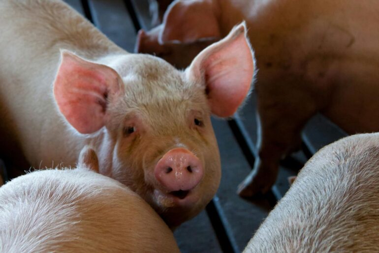 Cea mai mare fermă de porci din Estonia este afectată de pesta porcină africană.