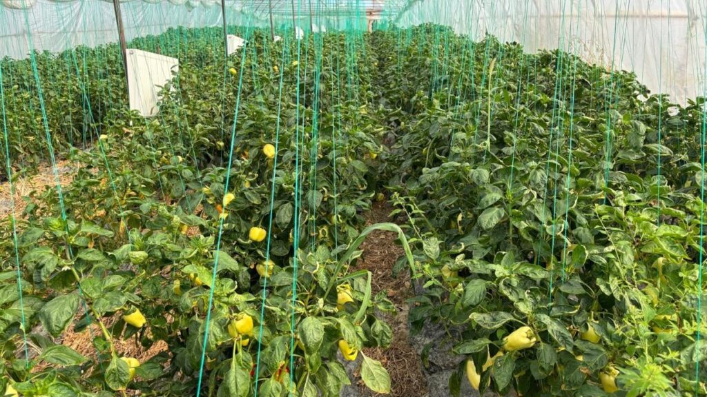 Olanda sprijină România pentru producția agricolă în sere și solarii.