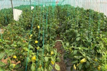 Olanda sprijină România pentru producția agricolă în sere și solarii.