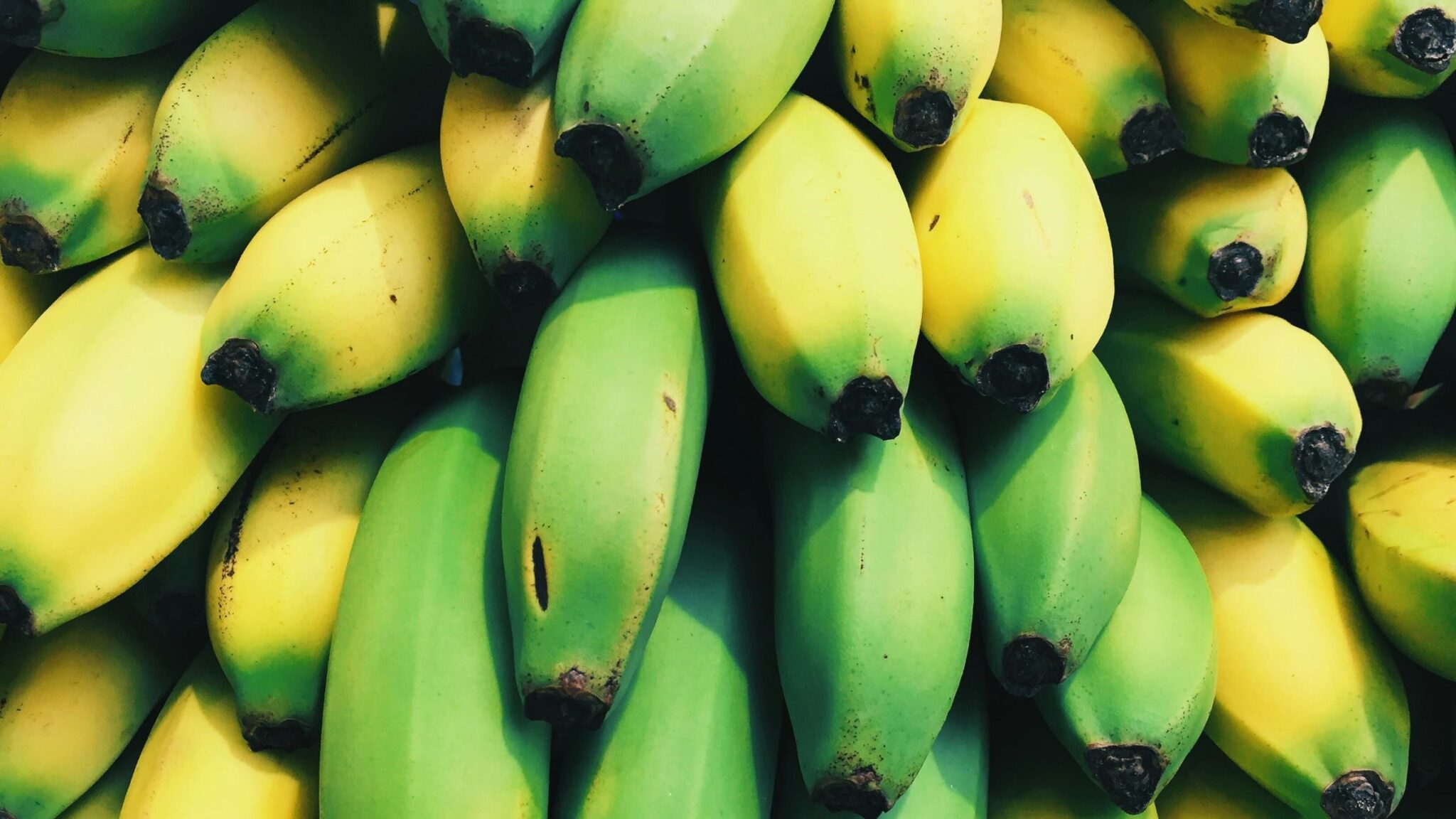 Rusia planifică importuri masive de banane din India: până la 500.000 de tone anual Rusia va importa până la 500.000 de tone de banane din India pentru a-și diversifica sursele de aprovizionare