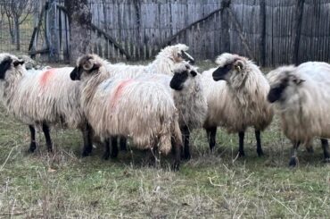 ANSVSA actualizează tarifele pentru acțiunile sanitar-veterinare în 2025
