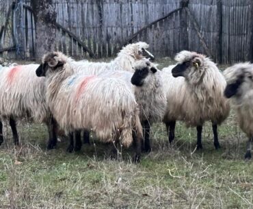 ANSVSA actualizează tarifele pentru acțiunile sanitar-veterinare în 2025
