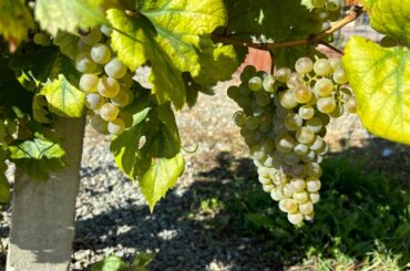Viticultorii din Alba readuc la viață soiul românesc „Iordovan”, un strugure autohton cu potențial în vinificație și turismul viticol local.
