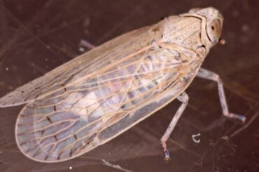 Cicada de stuf, o nouă amenințare majoră pentru agricultură