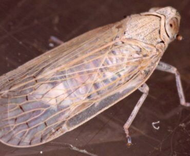 Cicada de stuf, o nouă amenințare majoră pentru agricultură