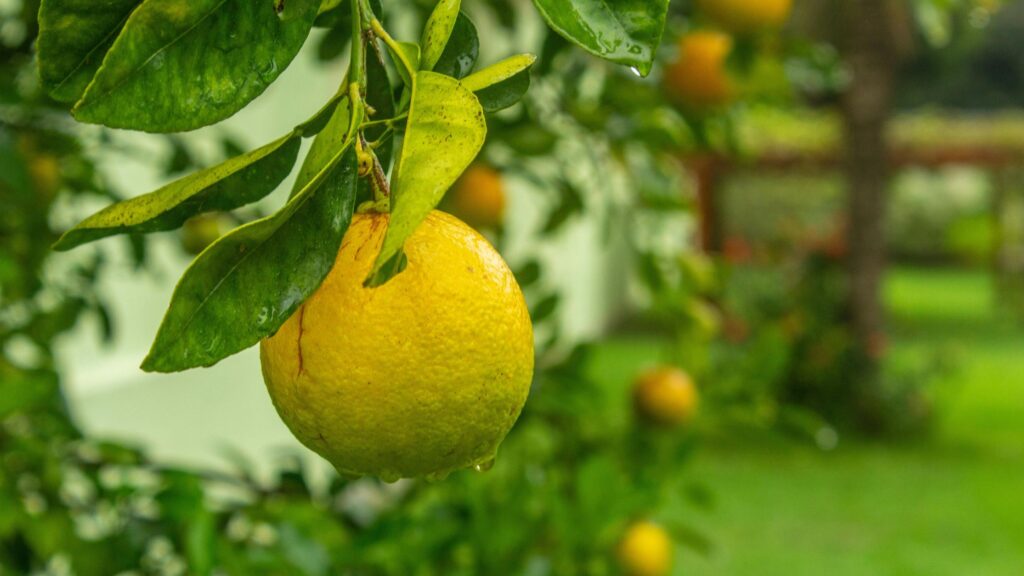 UE impune noi măsuri împotriva bolii „citrus greening”: Regulamentul 2025/2247 pentru protecția culturilor de citrice