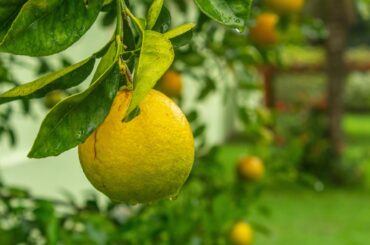 UE impune noi măsuri împotriva bolii „citrus greening”: Regulamentul 2025/2247 pentru protecția culturilor de citrice