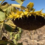 ANALIZĂ: România atinge un record istoric la exportul de floarea-soarelui: peste 720.000 de tone. Turcia cumpără 97% din cantitate