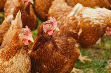 Ministerul Agriculturii abrogă obligația de a menține aceiași acționari timp de 10 ani în programele de creștere a suinelor și păsărilor.