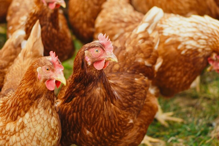 Ministerul Agriculturii abrogă obligația de a menține aceiași acționari timp de 10 ani în programele de creștere a suinelor și păsărilor.