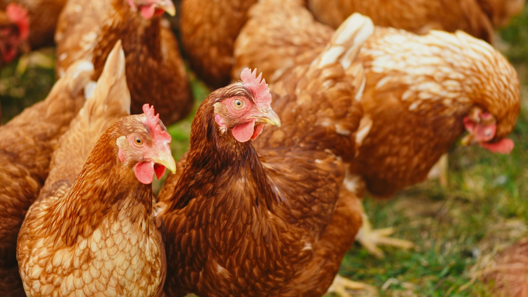 Decizie surpriză a Ministerului Agriculturii: schimbarea acționarilor, permisă în proiectele colective finanțate de la bugetul de stat pentru sectorul suine și păsări Ministerul Agriculturii abrogă obligația de a menține aceiași acționari timp de 10 ani în programele de creștere a suinelor și păsărilor.