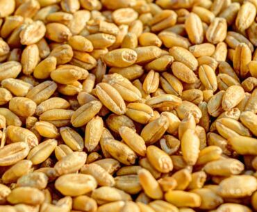 Export de grâu românesc