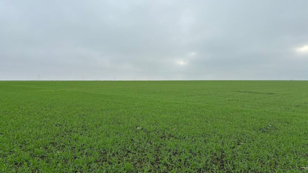 Ploile abundente întârzie semănatul de toamnă în sudul României