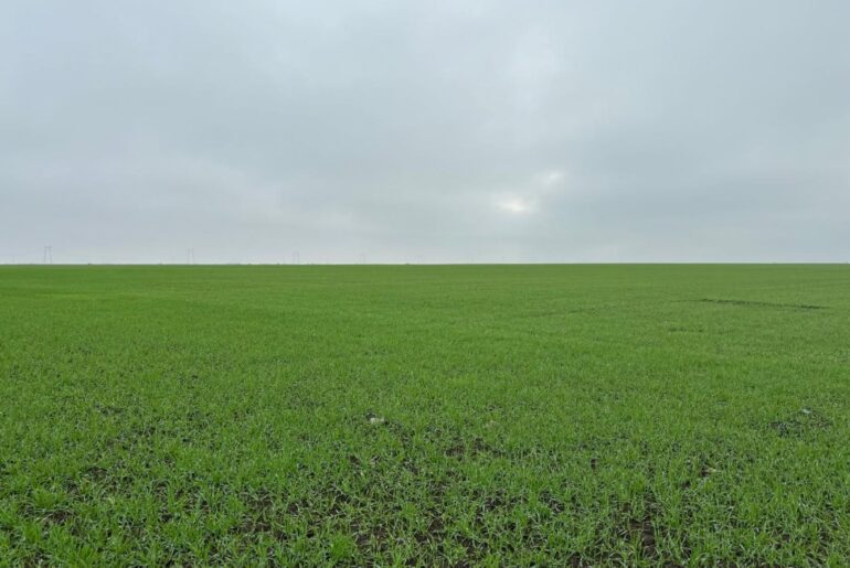 Ploile abundente întârzie semănatul de toamnă în sudul României