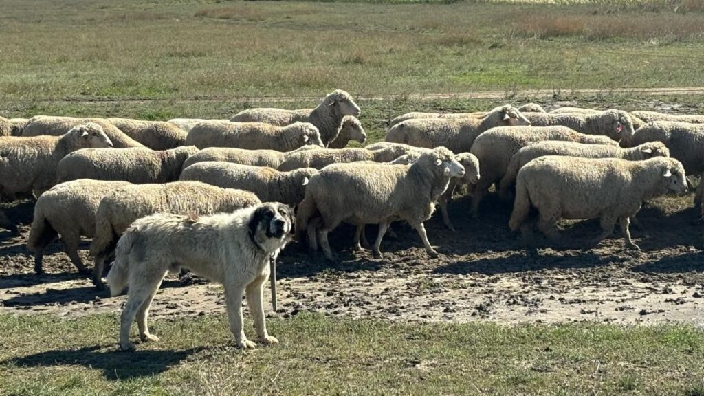 Grecia ovine