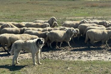 Grecia ovine