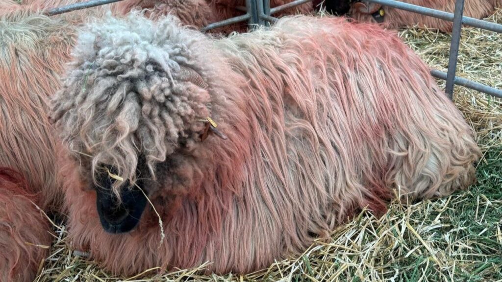 Algria anchetă import ovine