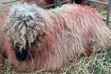 Algria anchetă import ovine