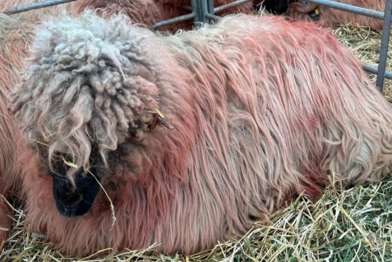 Algria anchetă import ovine
