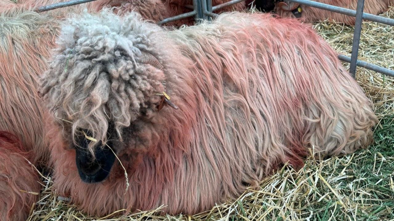 A exportat România, afectată de Pesta micilor rumegătoare, oi bolnave în Algeria? Anchetă penală de amploare în țara nord-africană