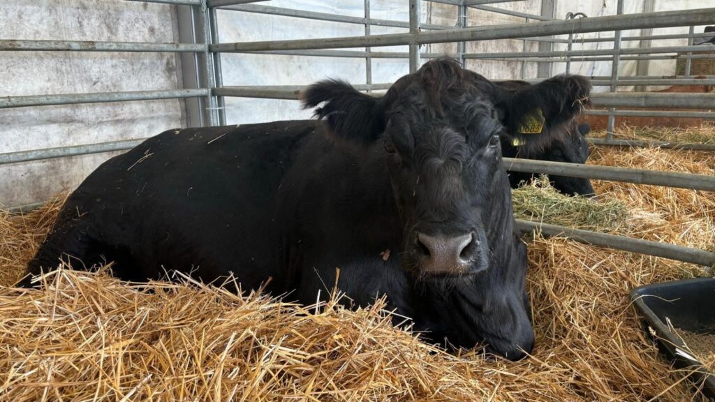 România atinge un record istoric în exportul de bovine vii: peste 150 de milioane de euro în 2025