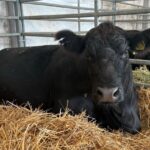 ANALIZĂ: Exporturile de carne de vită din România către piețele terțe generează încasări ușor mai mari în 2026, deși cantitățile livrate au scăzut