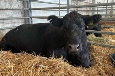 Câștiguri din exportul de bovine