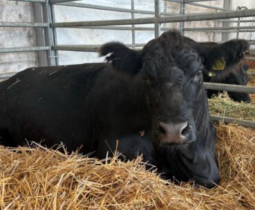 România atinge un record istoric în exportul de bovine vii: peste 150 de milioane de euro în 2025
