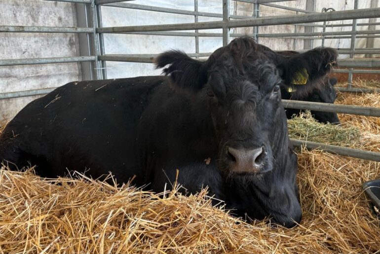 Câștiguri din exportul de bovine