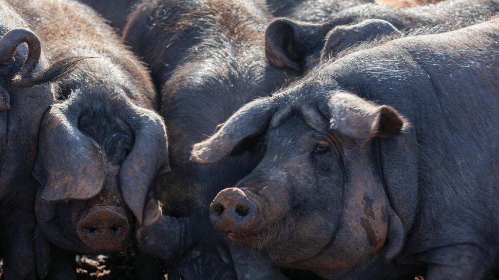 Porci sacrificați în Spania din cauza Pestei Porcine Africane